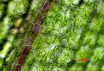 说明: D:\生物教学\教学图片\必修\第二章细胞\Chloroplasts.jpg