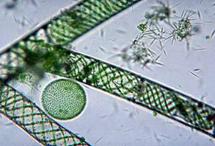 说明: spirogyra.JPG (32301 字节)